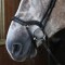 NB103 - Pick N Mix Combo Noseband